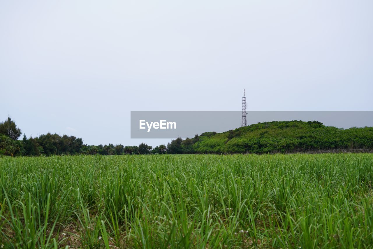 landscape, plant, land, field, environment, agriculture, sky, grass, paddy field, rural scene, grassland, nature, green, natural environment, growth, horizon, rural area, crop, meadow, pasture, plain, no people, beauty in nature, social issues, scenics - nature, environmental conservation, prairie, cereal plant, tranquility, outdoors, farm, soil, architecture, food and drink, food, tree, tranquil scene, hill, copy space, day, non-urban scene
