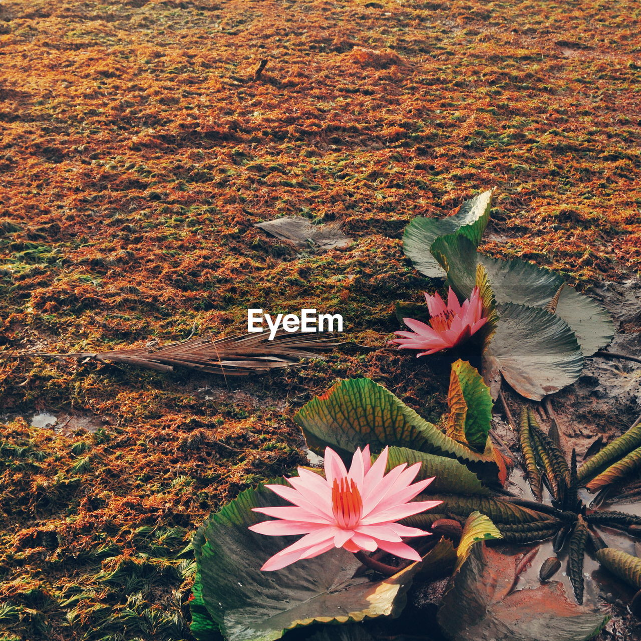 High angle view of flowers blooming on field