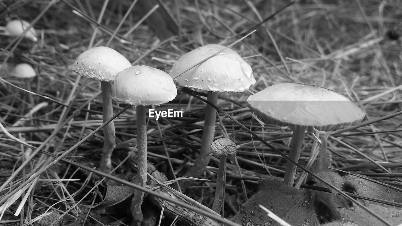 Close-up of wild mushrooms growing on field