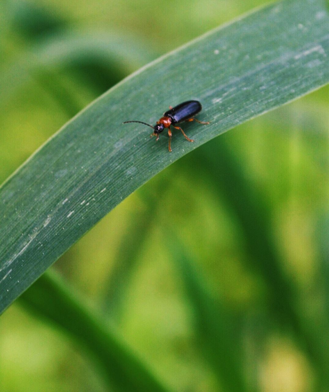 High angle view of bug on grass blade