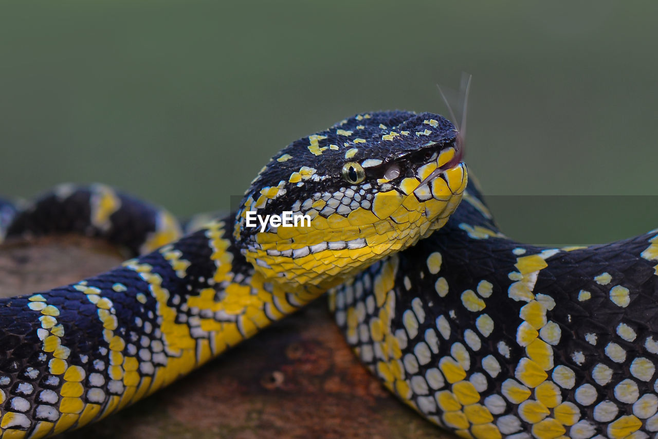 animal themes, animal, one animal, animal wildlife, reptile, snake, wildlife, animal body part, serpent, close-up, poisonous, no people, animal head, yellow, animal scale, warning sign, nature, sign, animal markings, communication, curled up, animal eye, eye, boa, outdoors, pattern, focus on foreground, day