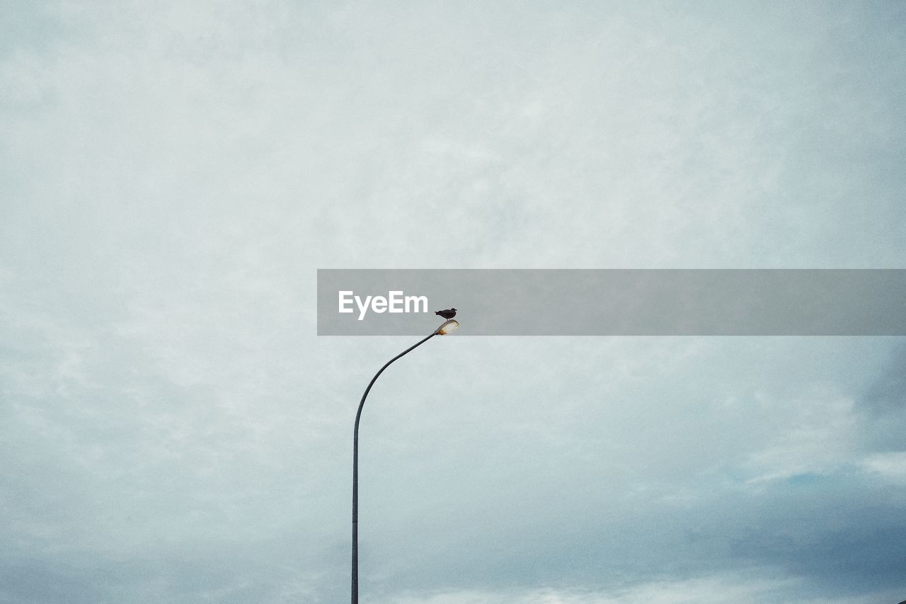 Low angle view of bird against clear sky