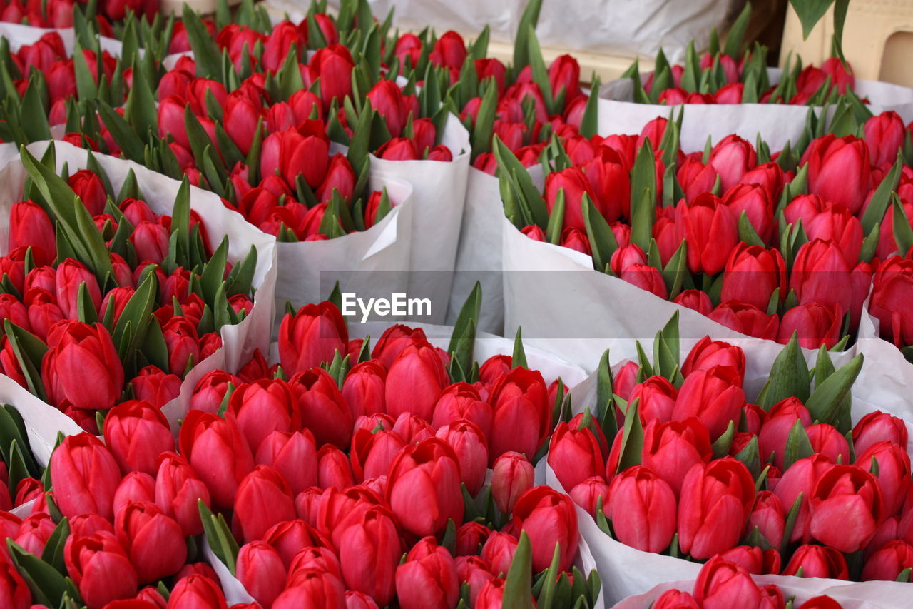 Full frame shot of multi colored flowers