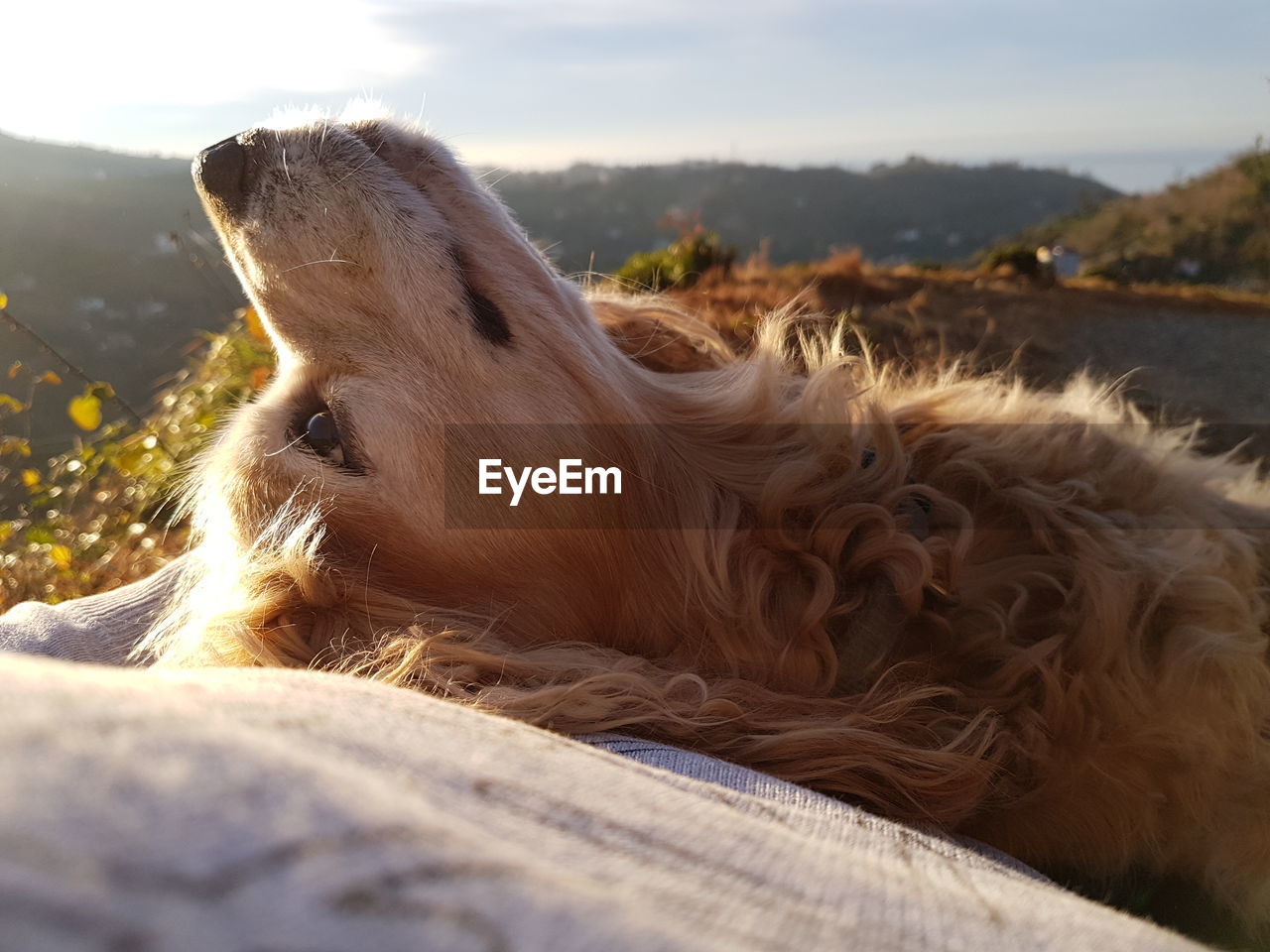 Portrait of dog lying on back against sky