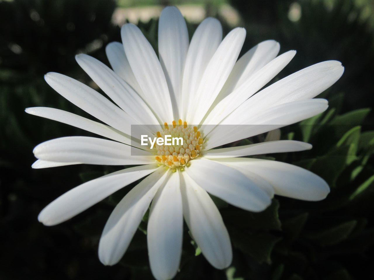 CLOSE-UP OF WHITE FLOWERING PLANTS