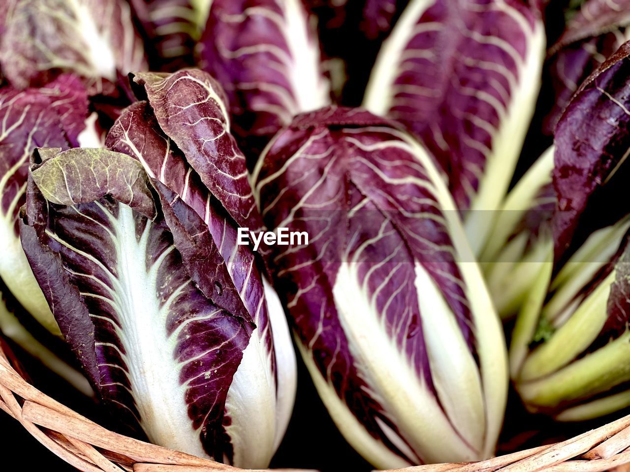 Woven basket of whole red radicchio heads of  leafy vegetables