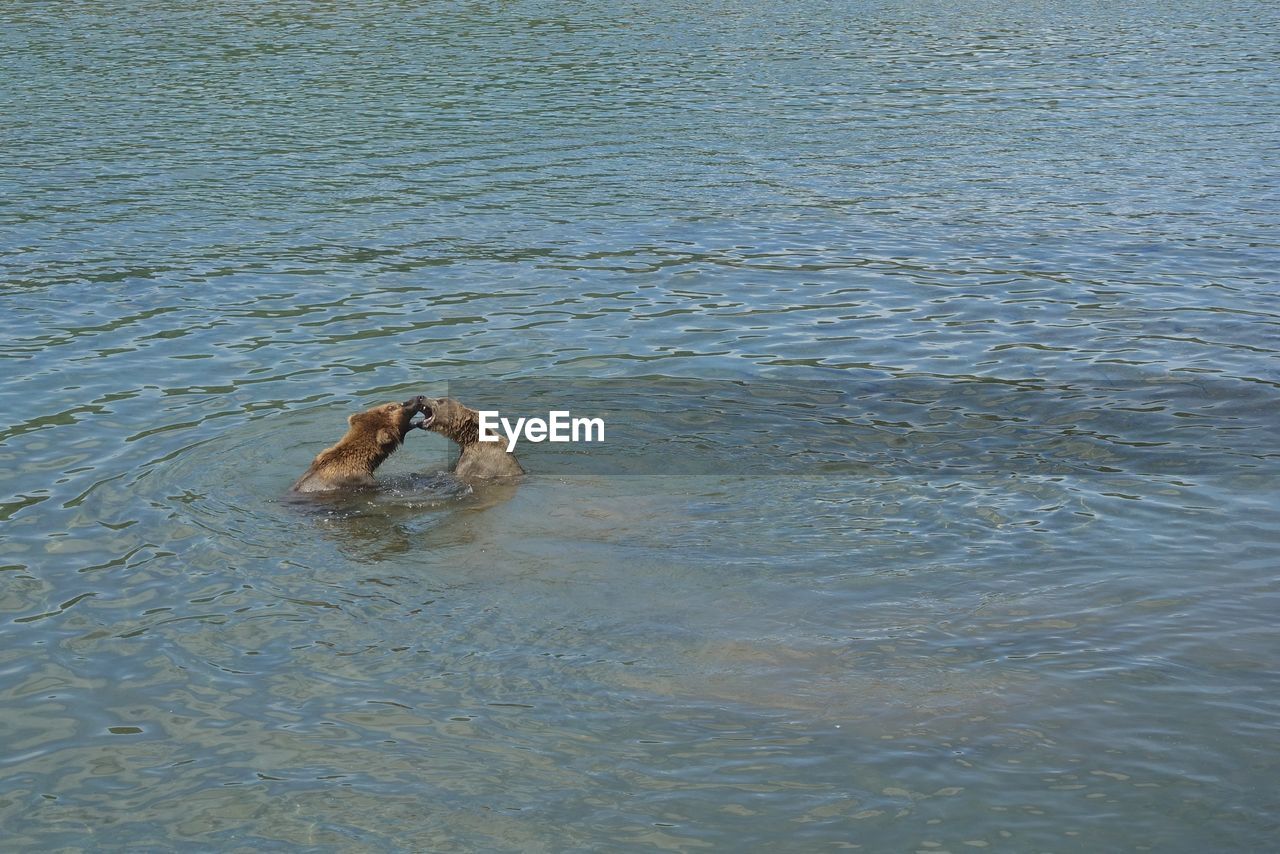 HIGH ANGLE VIEW OF DOG IN WATER