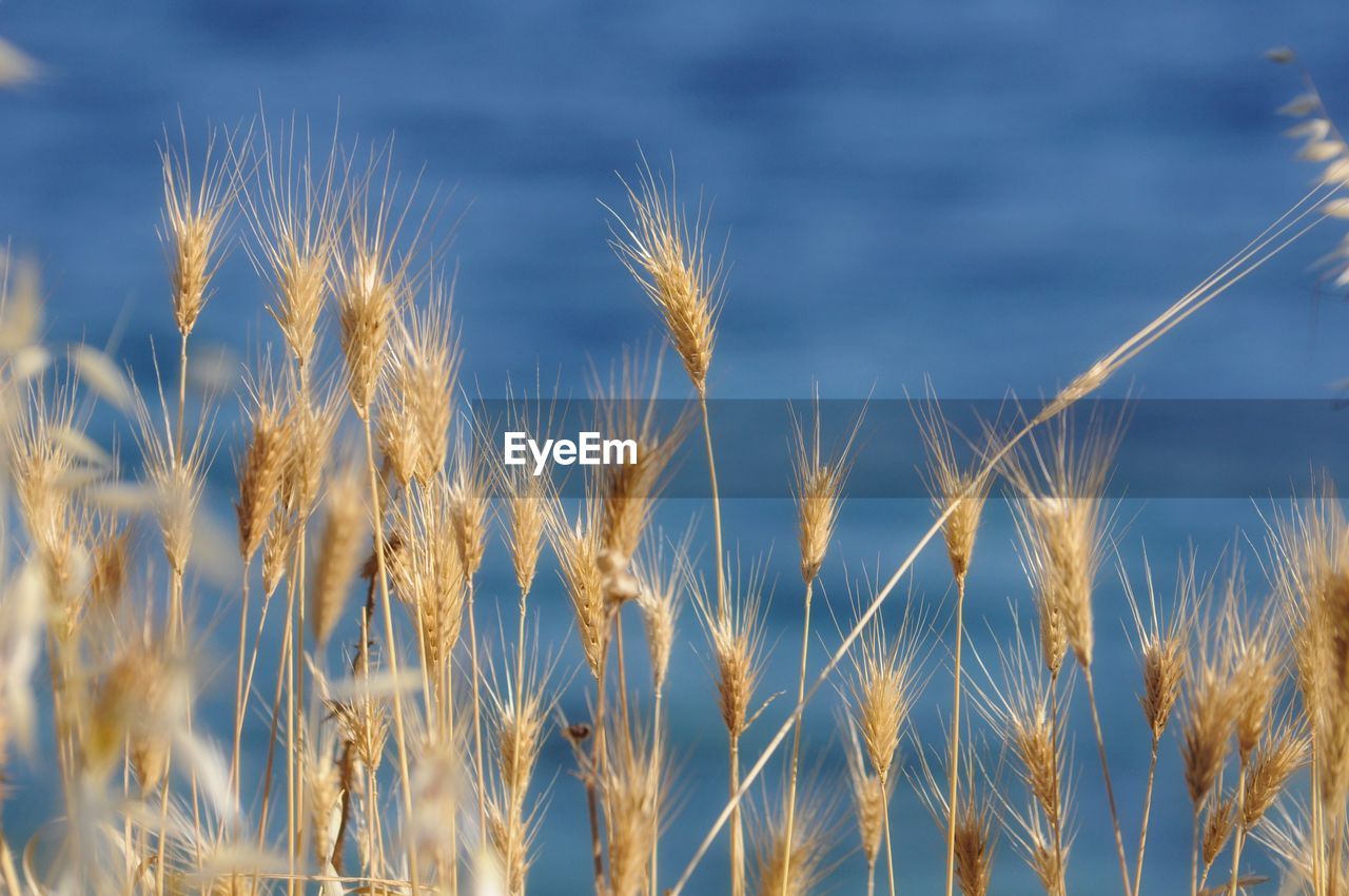 Close-up of wheat growing on field against sky