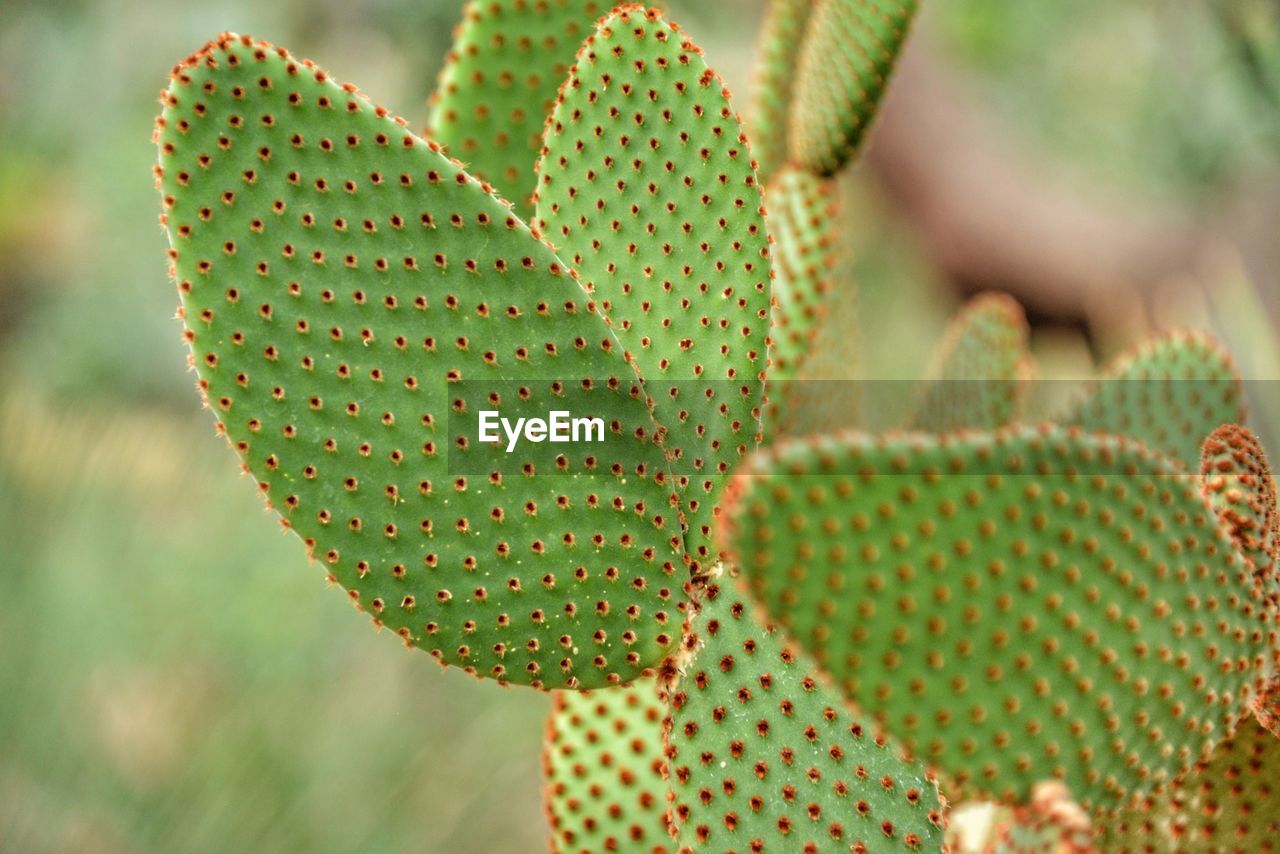 Close-up of cactus plant