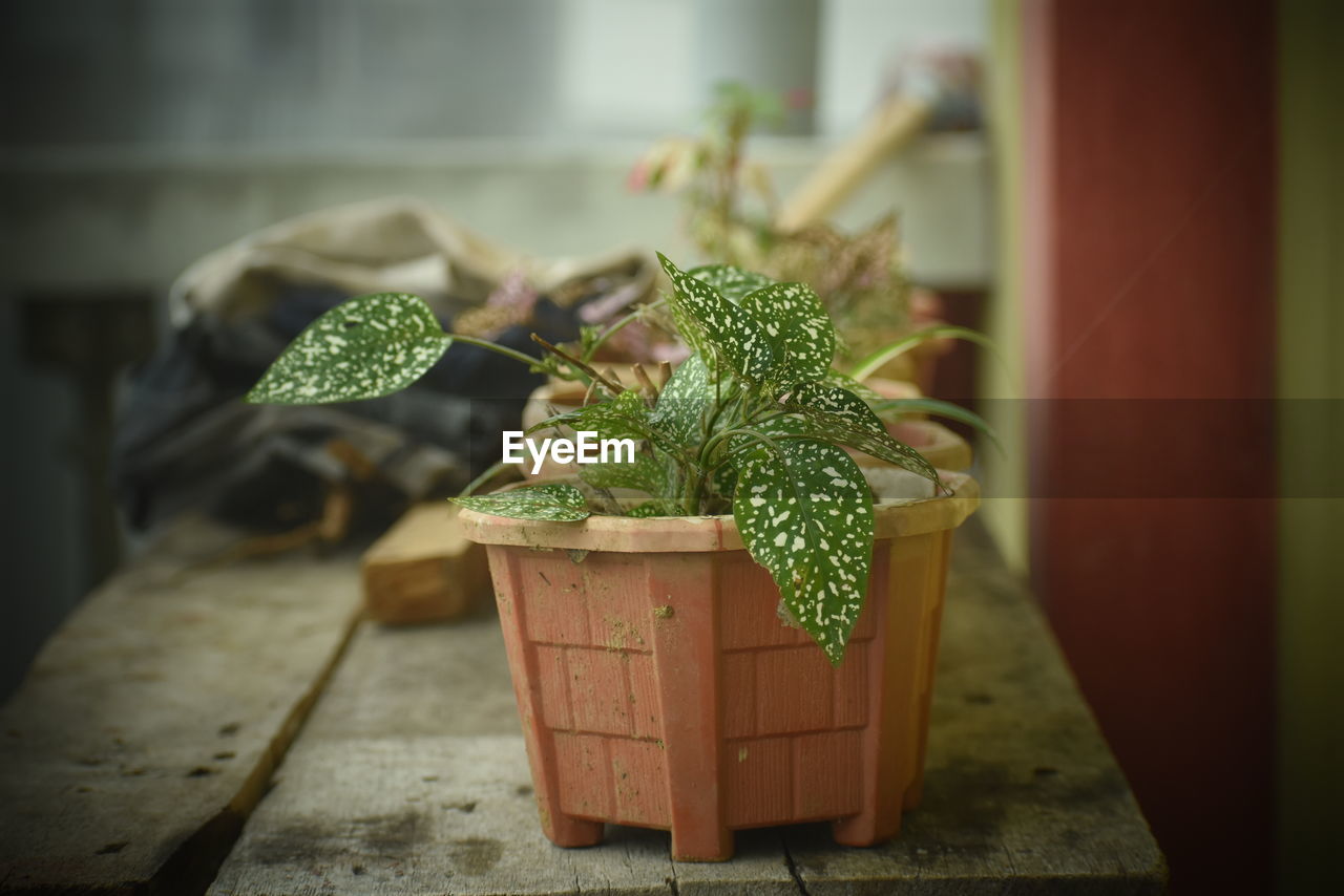CLOSE-UP OF POTTED PLANT ON WOODEN TABLE