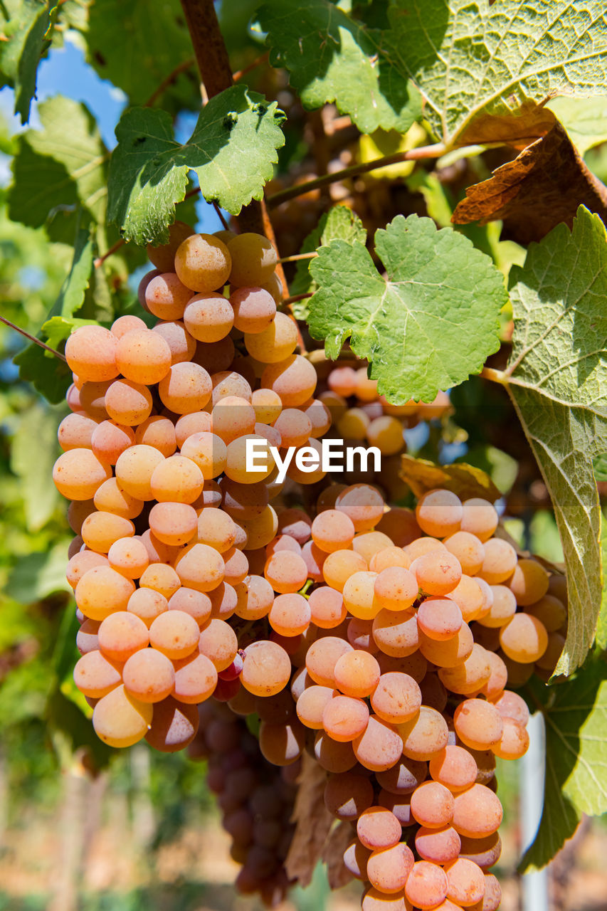 close-up of grapes growing on plant