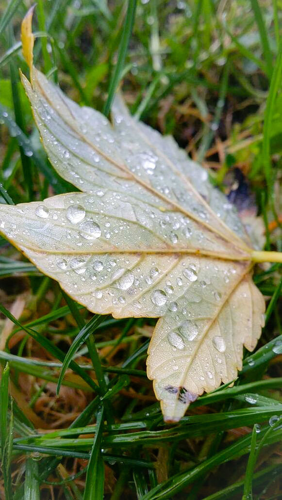 Close-up of raindrops on autumn maple leaf
