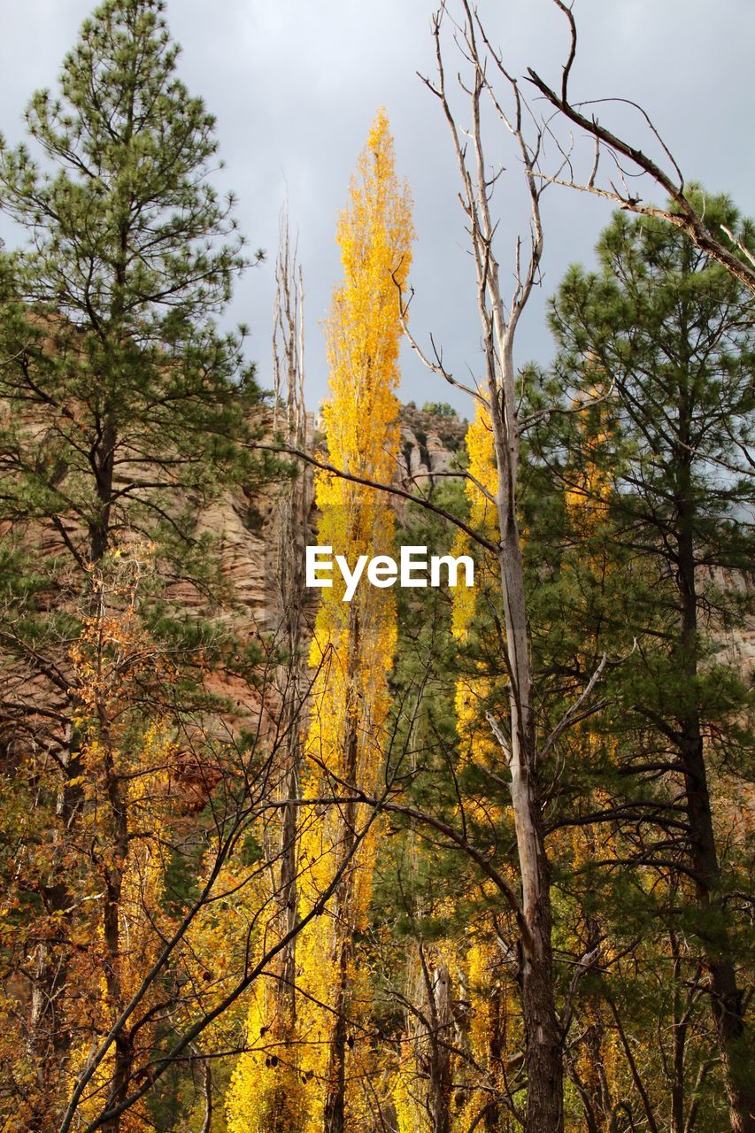 Low angle view of trees in forest during autumn