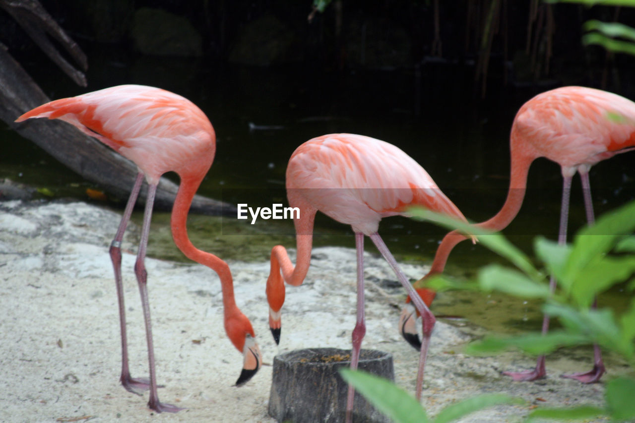 Flamingos on field