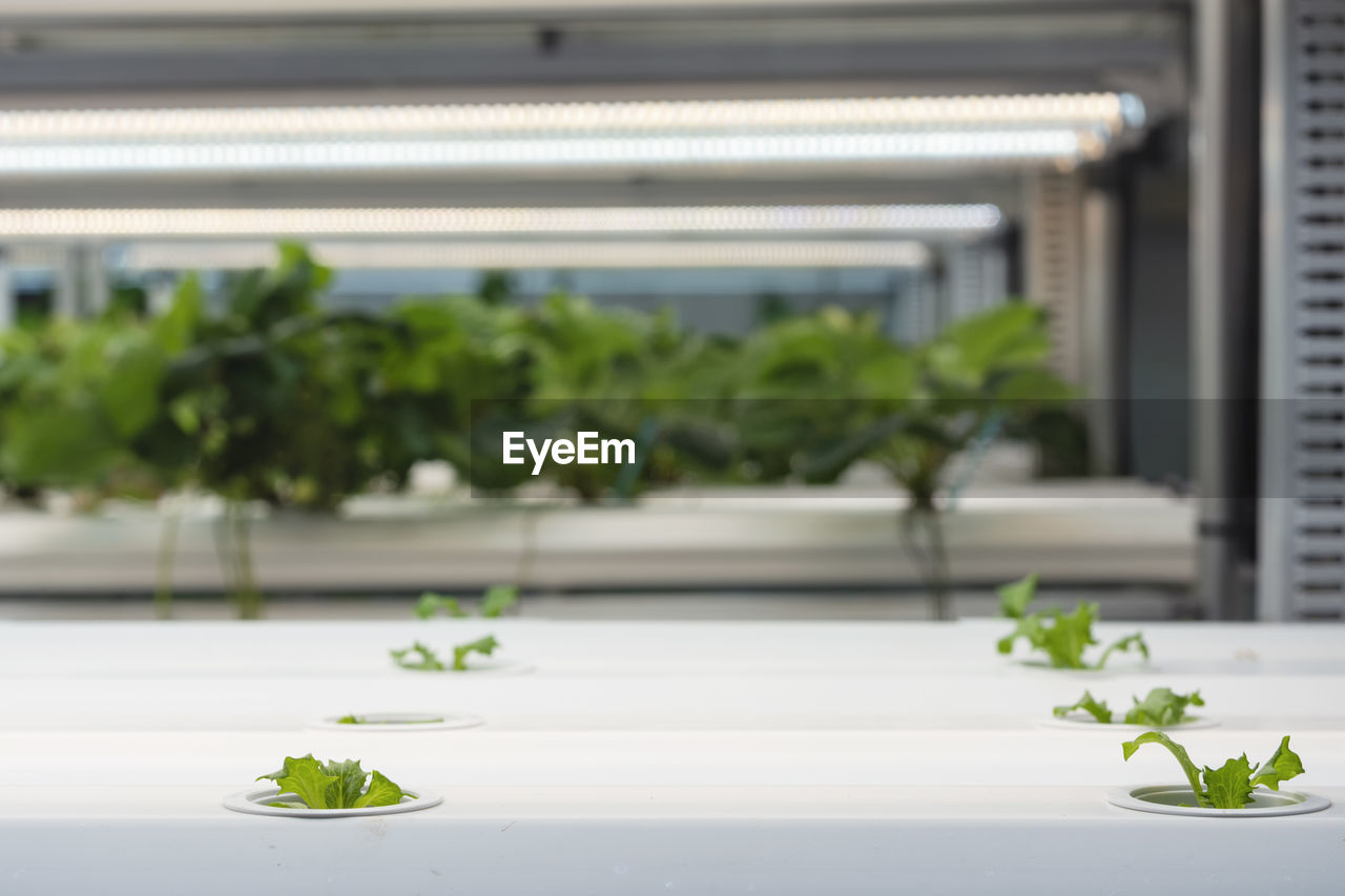 CLOSE-UP OF POTTED PLANT ON WINDOW SILL