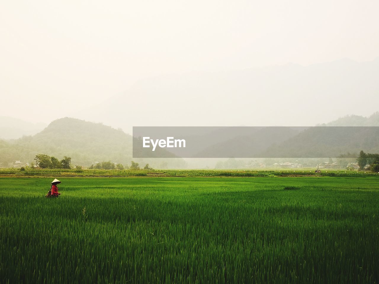 SCENIC VIEW OF AGRICULTURAL FIELD AGAINST CLEAR SKY