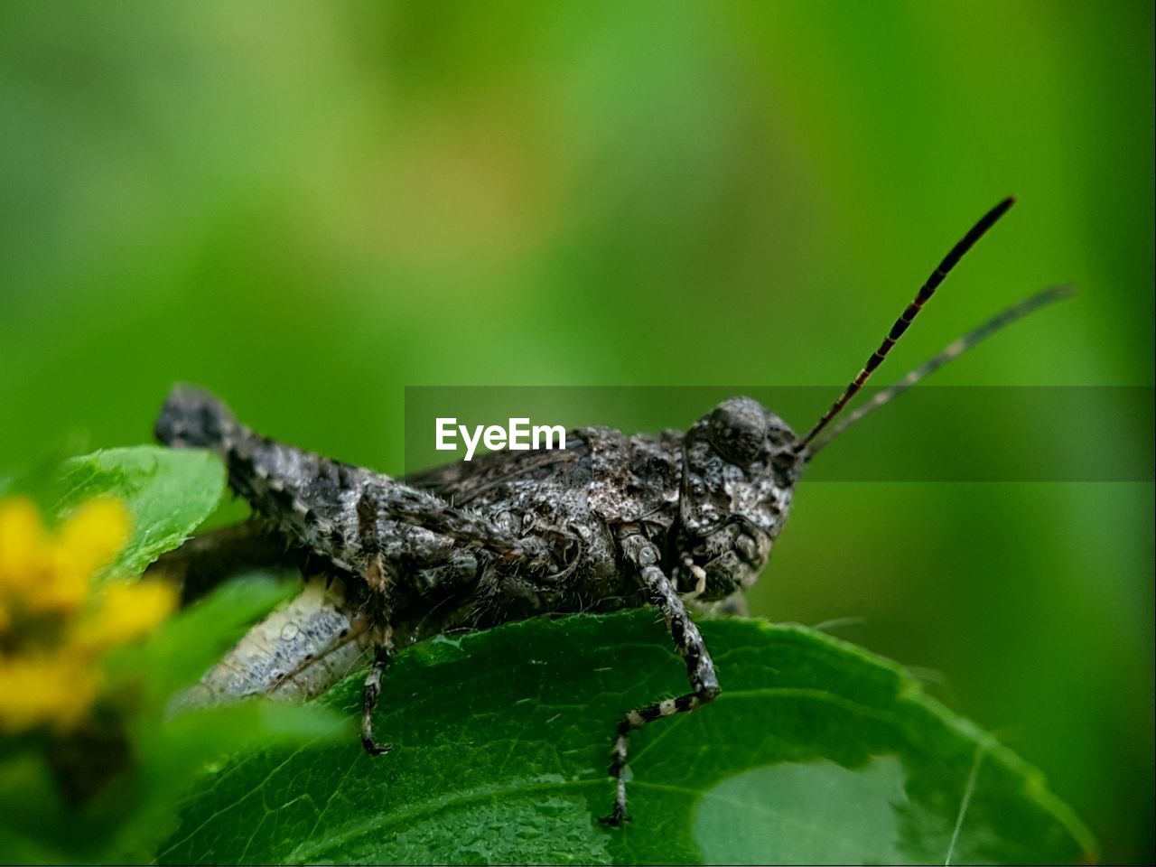 Close-up of grasshopper