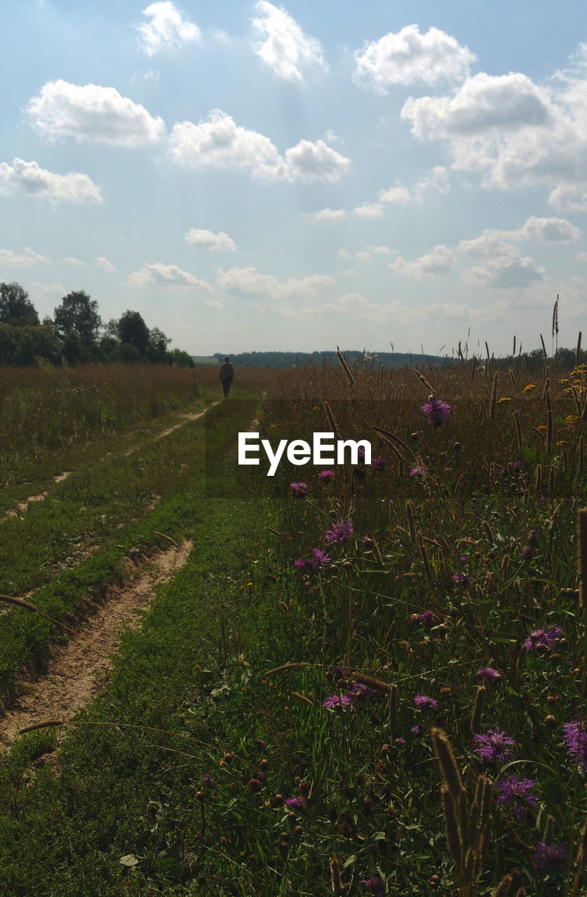 Scenic view of grassy field against sky