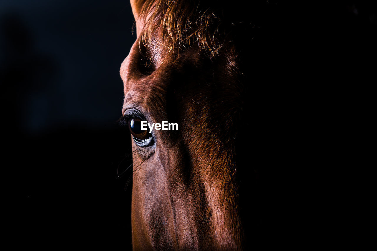 Portrait of brown horse against black background