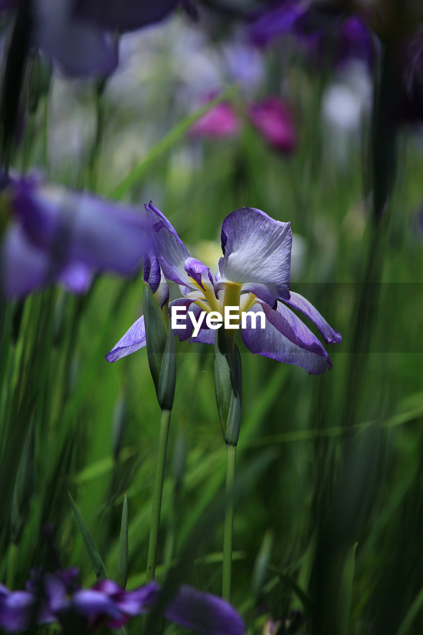 flower, flowering plant, plant, purple, beauty in nature, freshness, close-up, fragility, growth, nature, petal, flower head, iris, no people, inflorescence, springtime, selective focus, focus on foreground, outdoors, blossom, botany, magenta, macro photography, day