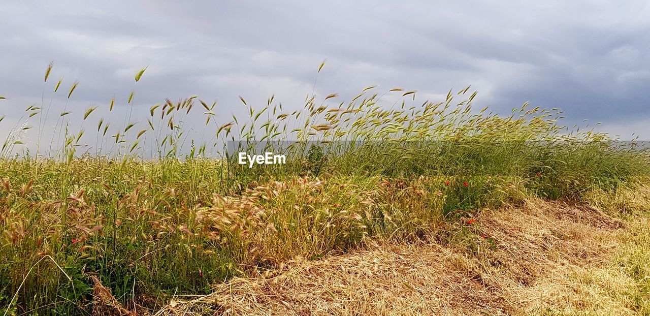 PLANTS GROWING ON FIELD