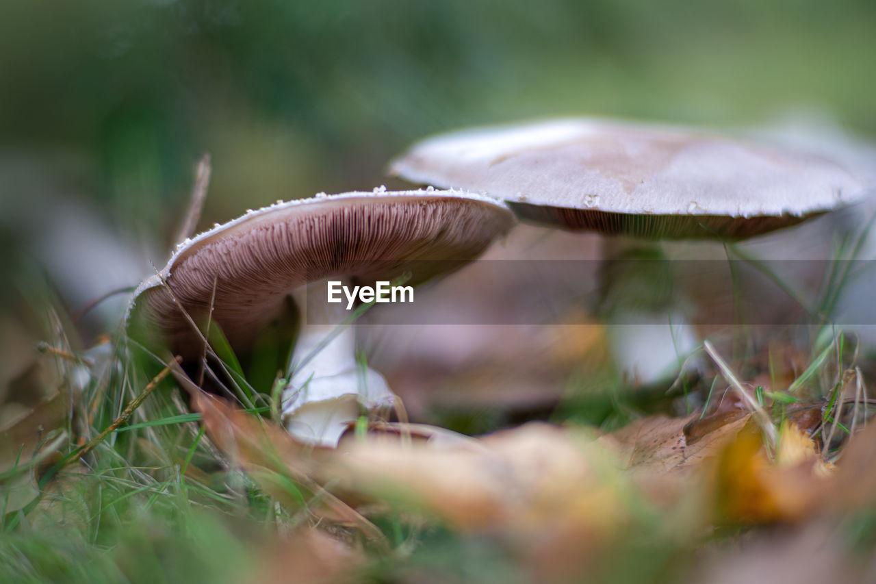 Close-up of mushroom growing on field