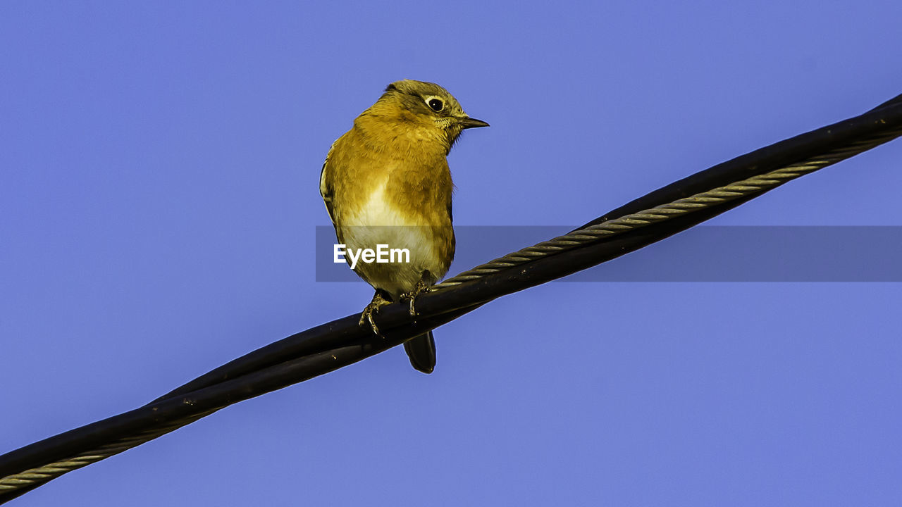 LOW ANGLE VIEW OF BIRD PERCHING ON CLEAR BLUE SKY