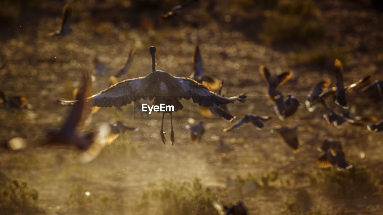 VIEW OF BIRDS FLYING OVER THE LAND