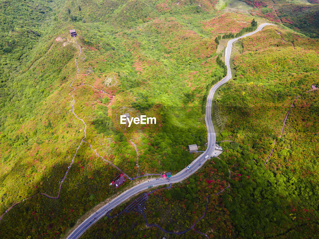 HIGH ANGLE VIEW OF ROAD AMIDST PLANTS AND TREES