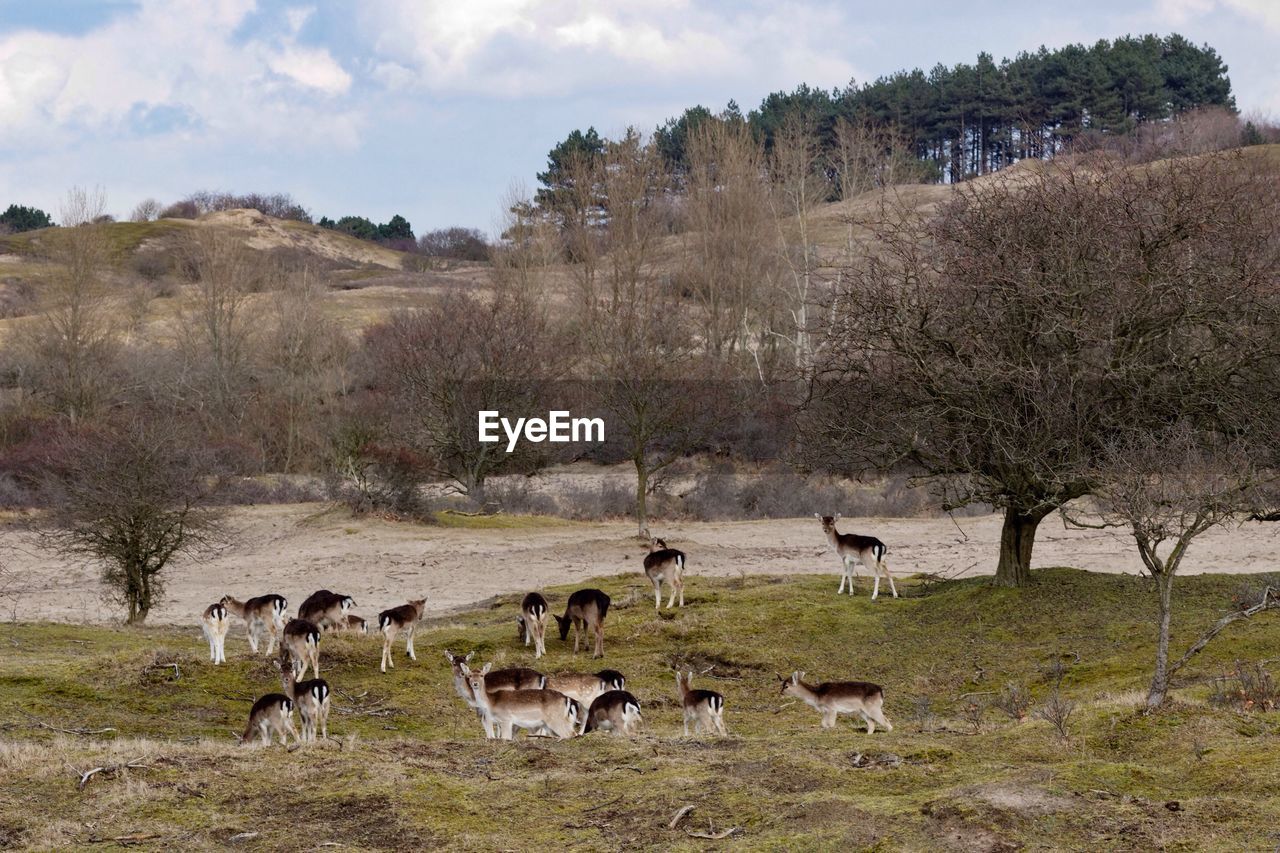 Herd of deer grazing on field in forest