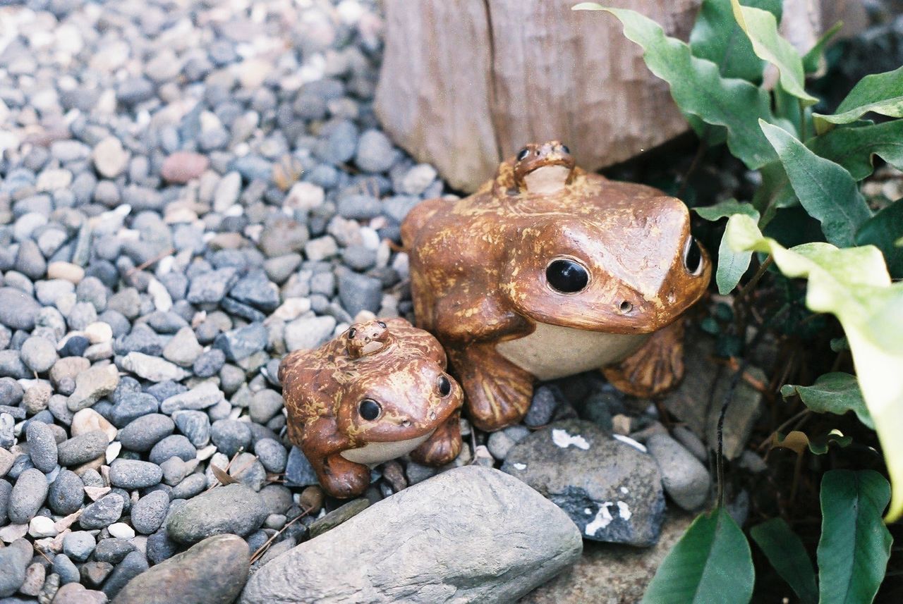 CLOSE-UP OF CRAB ON ROCK