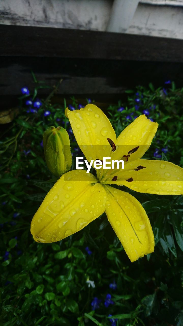 CLOSE-UP OF YELLOW FLOWERS