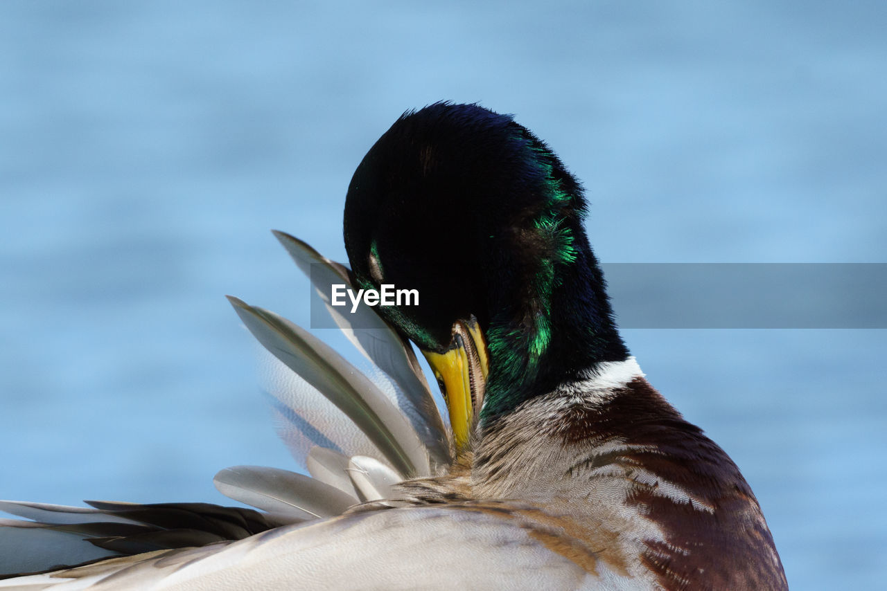 CLOSE-UP OF BIRD