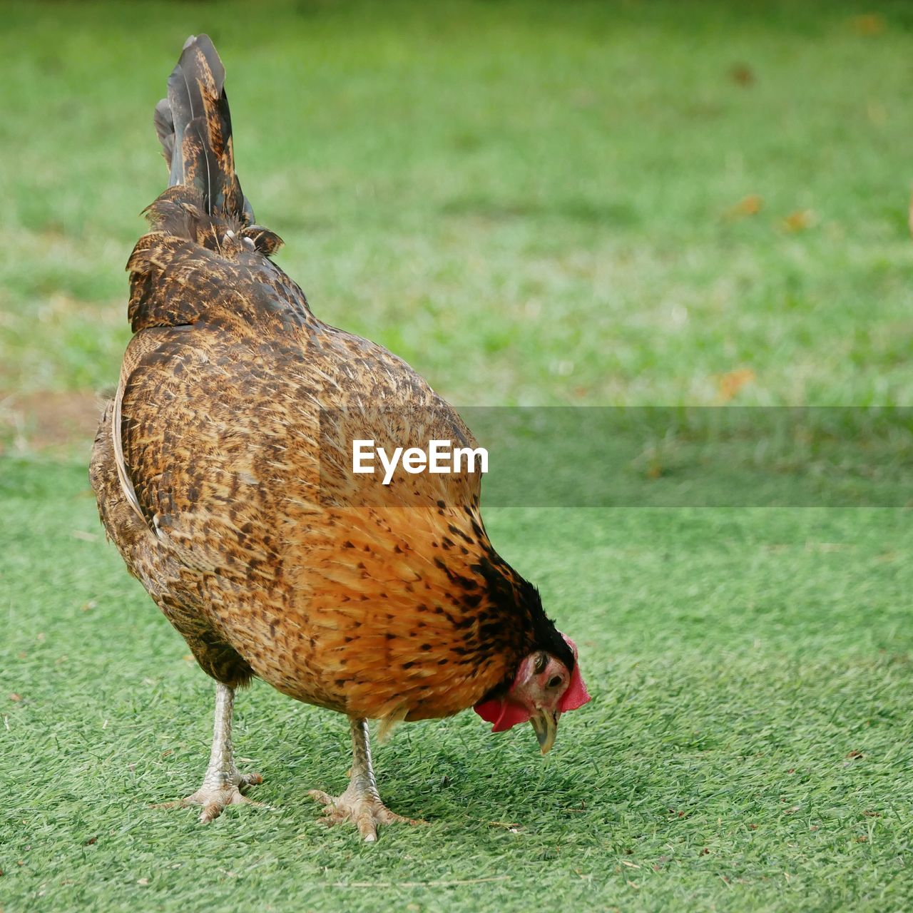 Close-up of chicken perching on grassy land