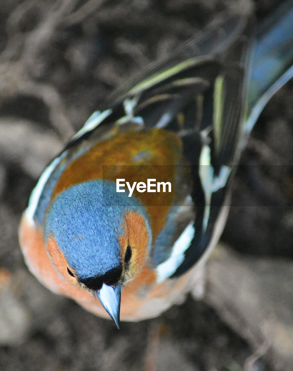 HIGH ANGLE VIEW OF A BIRD ON A ROCK