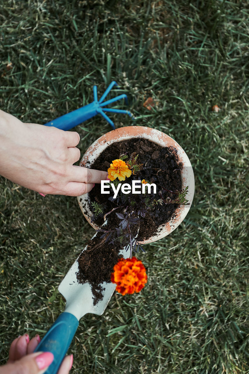 Close-up of person gardening on field