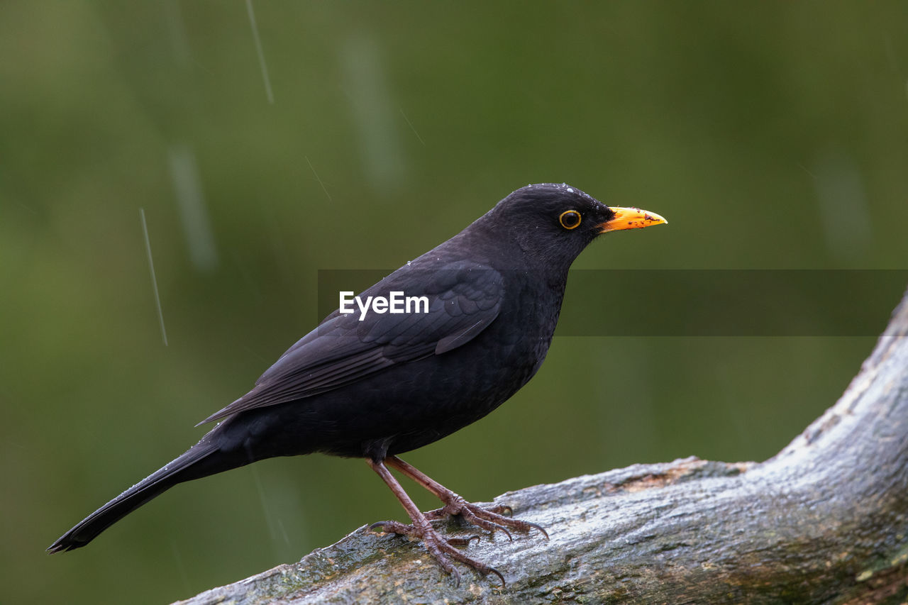 CLOSE-UP OF A BIRD PERCHING ON WOOD