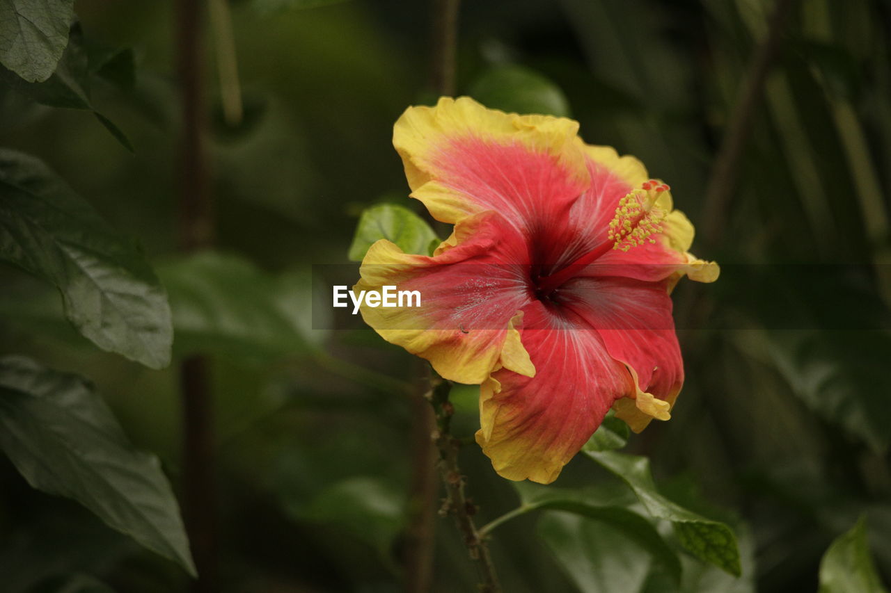 Close-up of hibiscus blooming outdoors