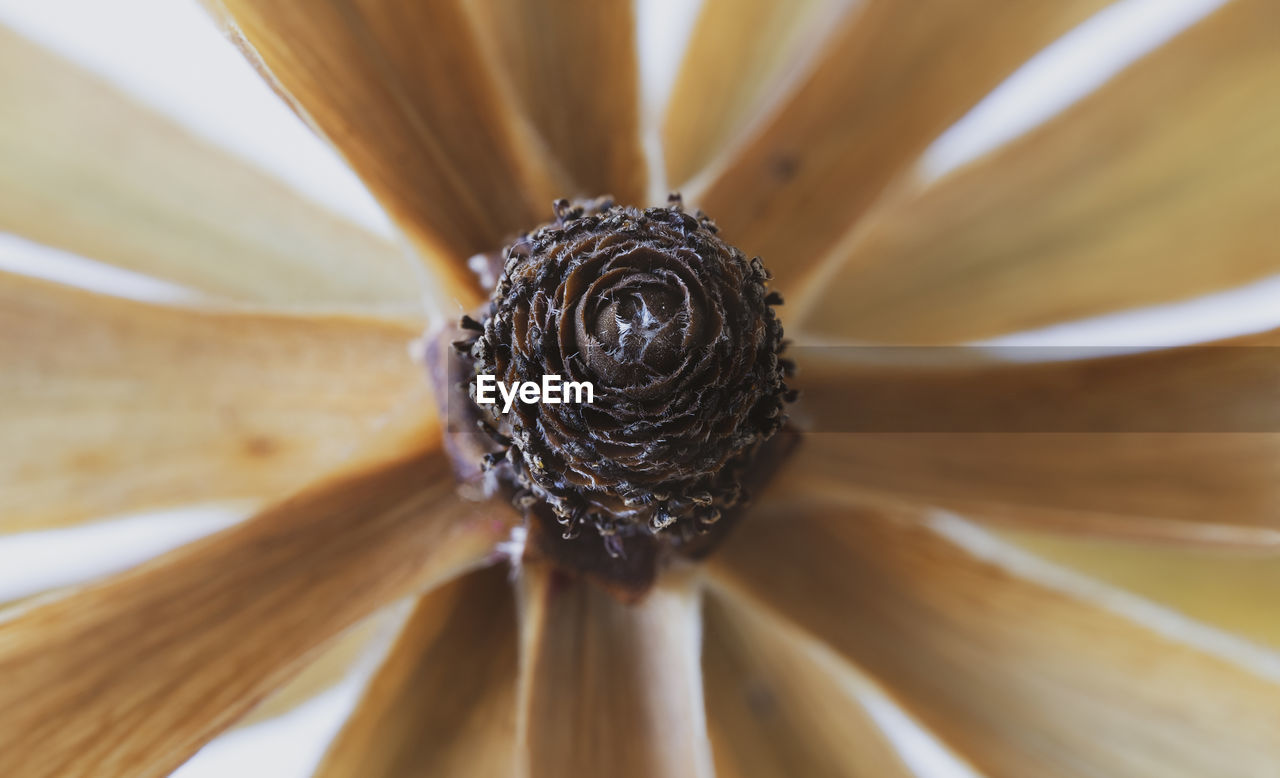 DIRECTLY BELOW SHOT OF SPIRAL FLOWER ON WOOD