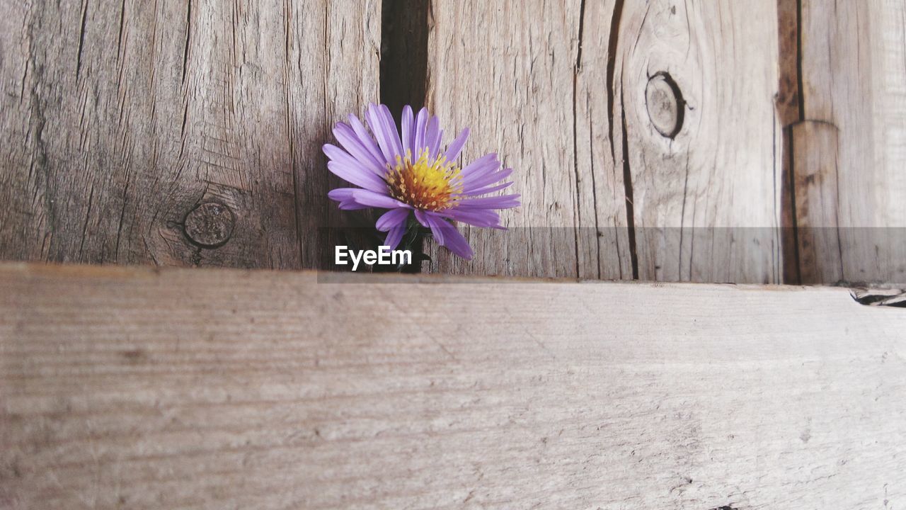 Close-up of purple flower in front of wooden plank