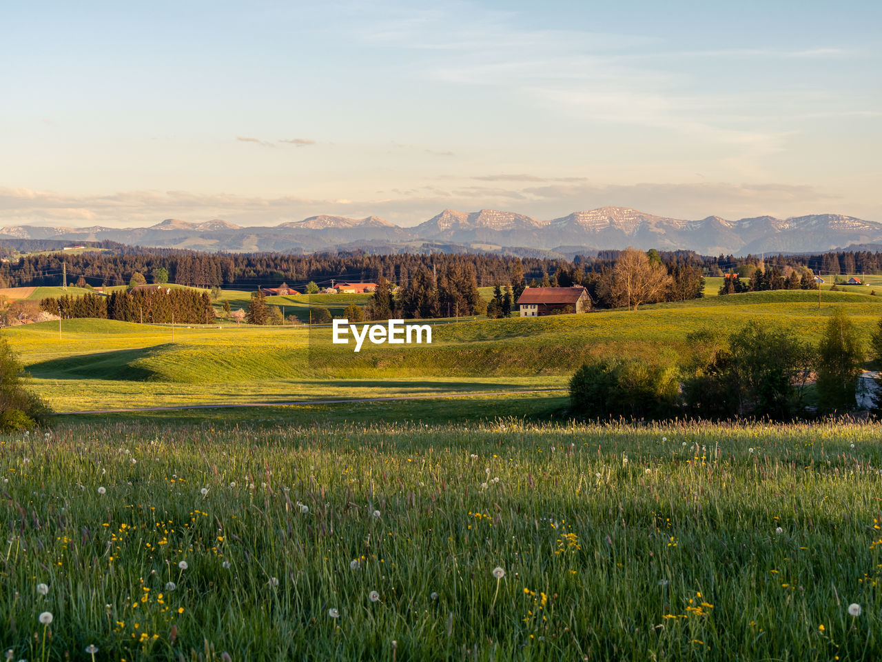 SCENIC VIEW OF FIELD