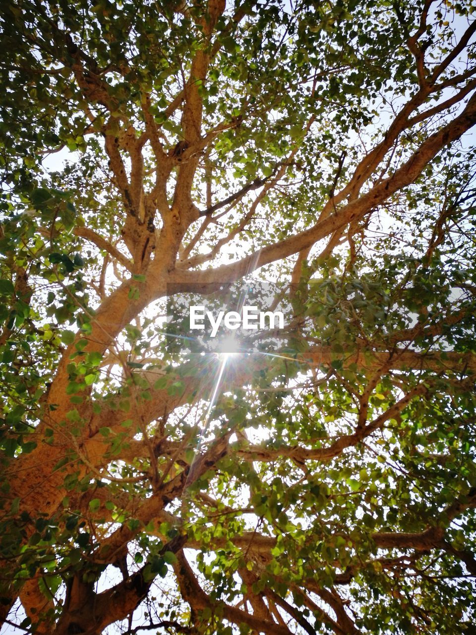 LOW ANGLE VIEW OF TREES AGAINST SKY IN FOREST