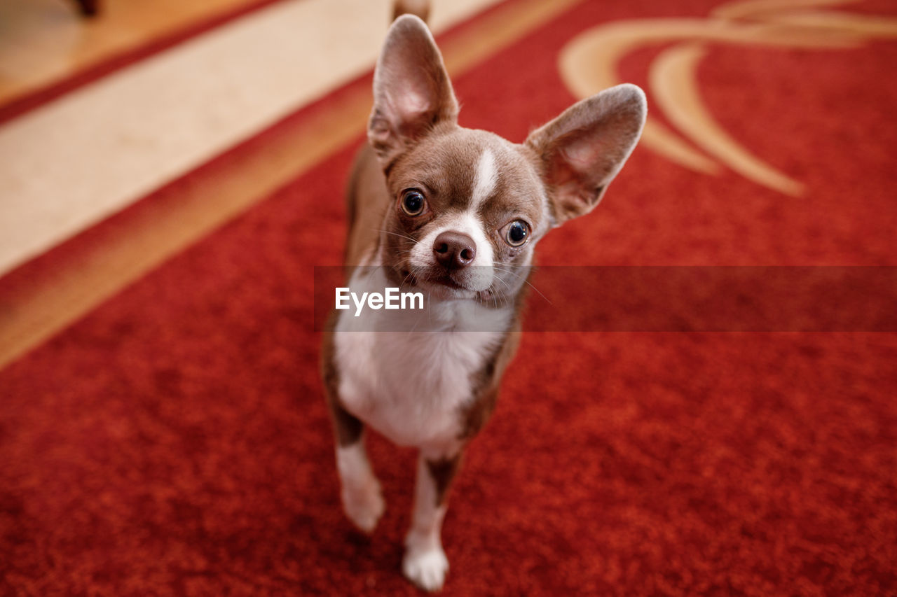 close-up portrait of dog