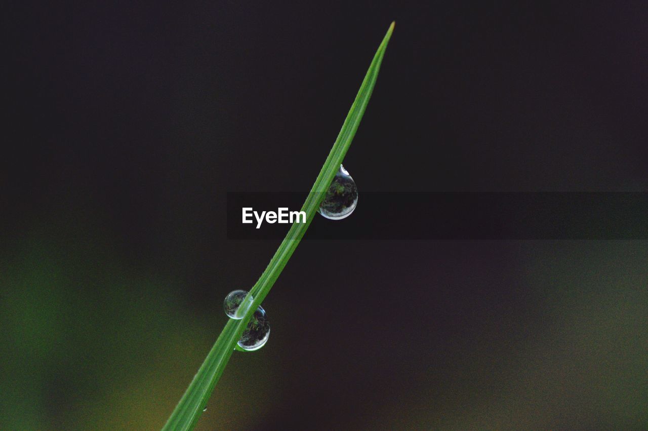 Close-up of water drops on plant against black background