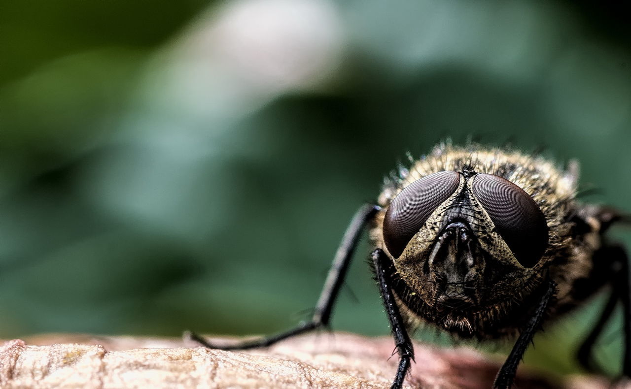 Close-up of fly