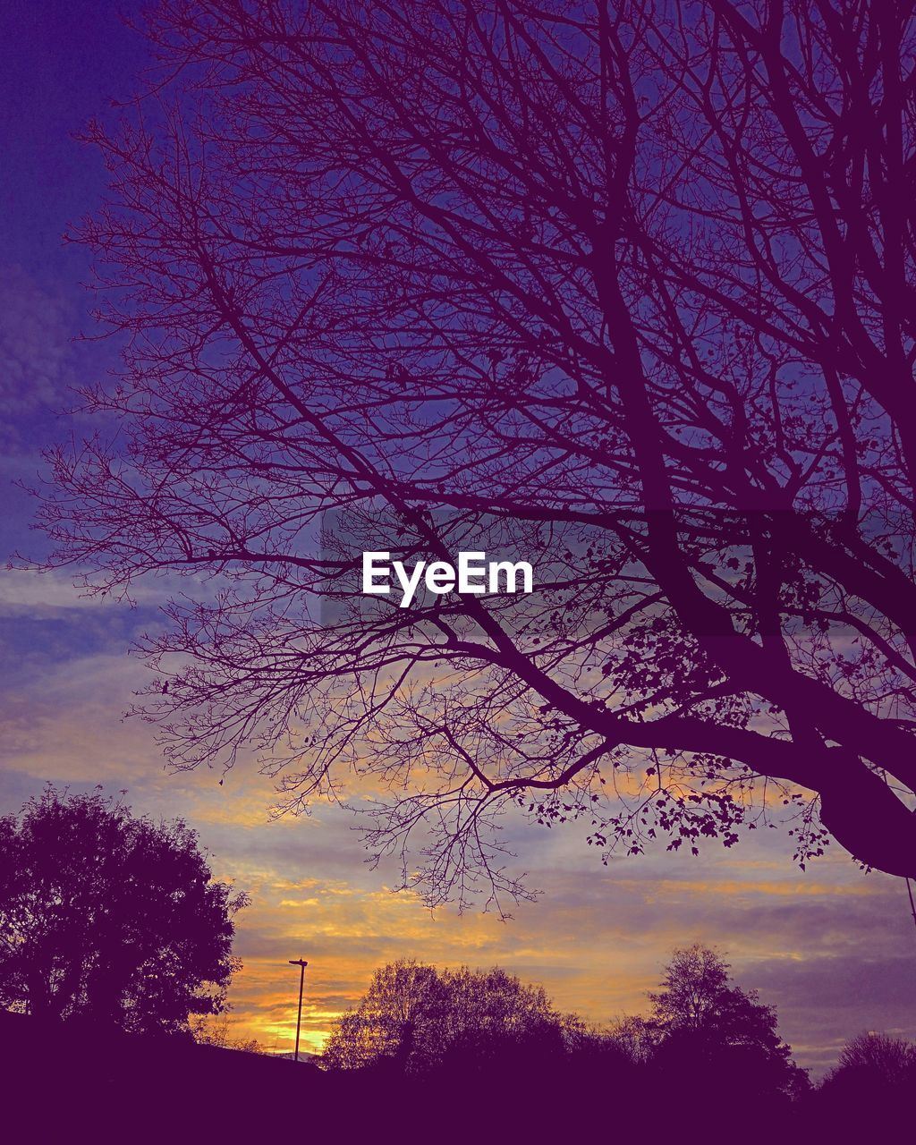 LOW ANGLE VIEW OF SILHOUETTE BARE TREE AGAINST SKY AT SUNSET