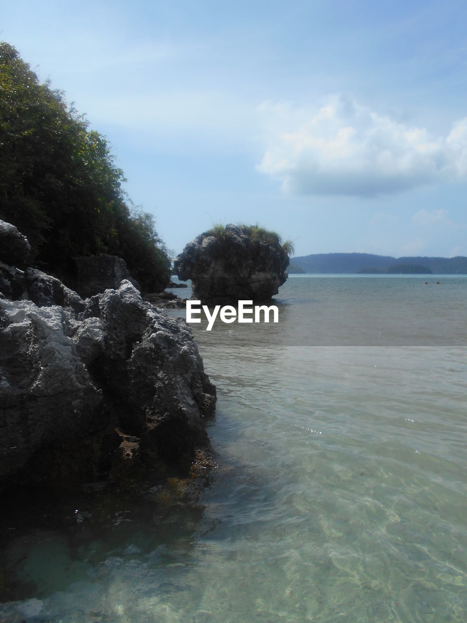 CLOSE-UP OF TREE AGAINST SEA