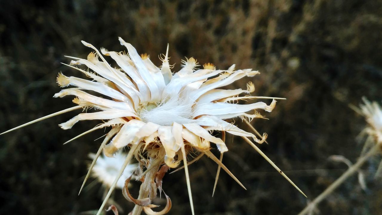 Close-up of flower against blurred background