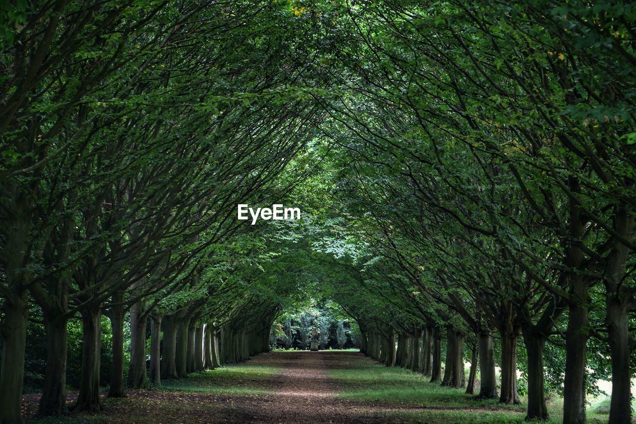 Footpath amidst trees in park