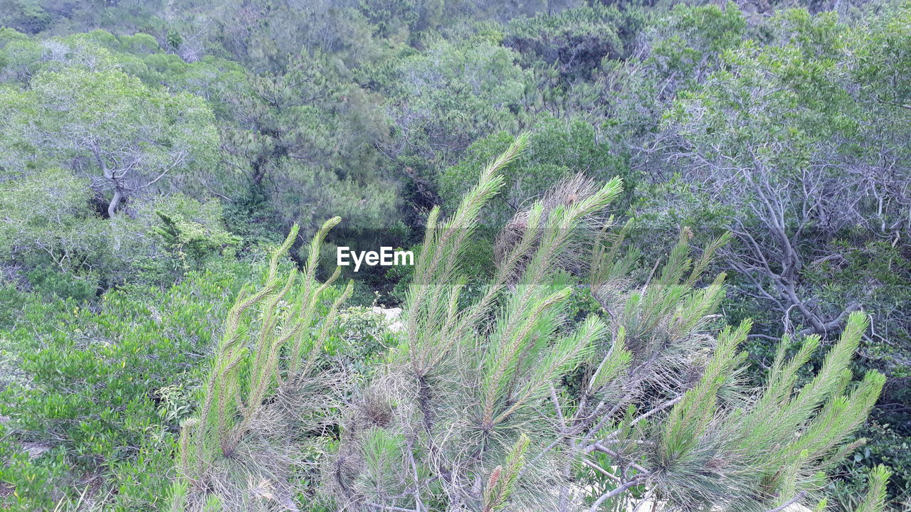 HIGH ANGLE VIEW OF TREES GROWING IN FOREST